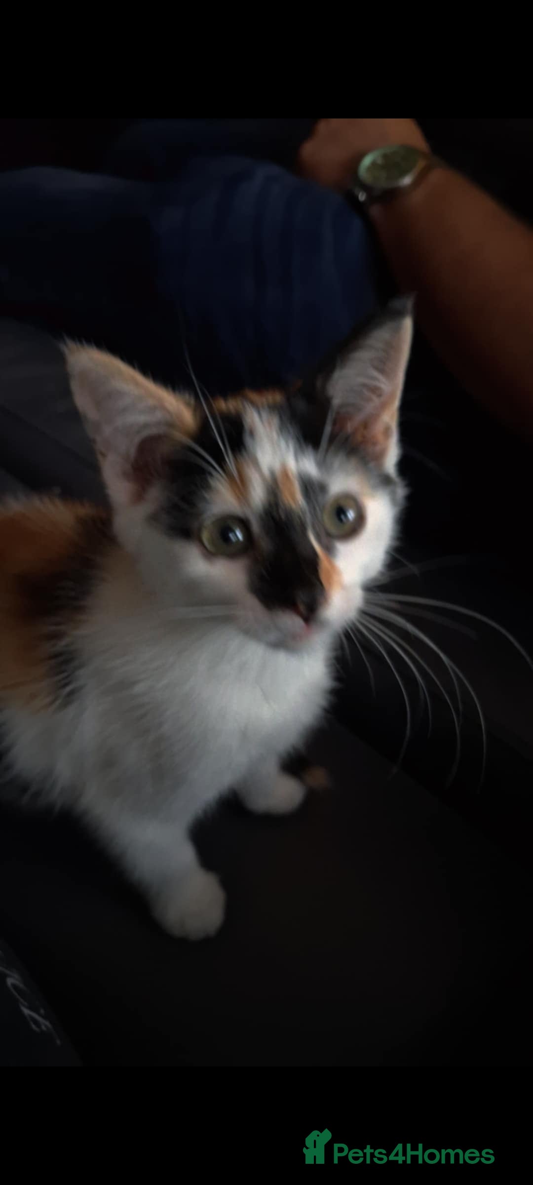 Mixed Breed cats for sale: Pika & pumkin - Image 1