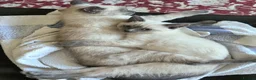 Ragdoll cats for sale: Beautiful blue point kittens - look Siamese - Advert 5