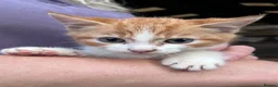 Mixed Breed cats for sale: Adorable playful farm kittens - Advert 15