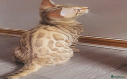 Bengal cats for sale: Bengal kittens (Tica regi.) 2 boys left - Image 20