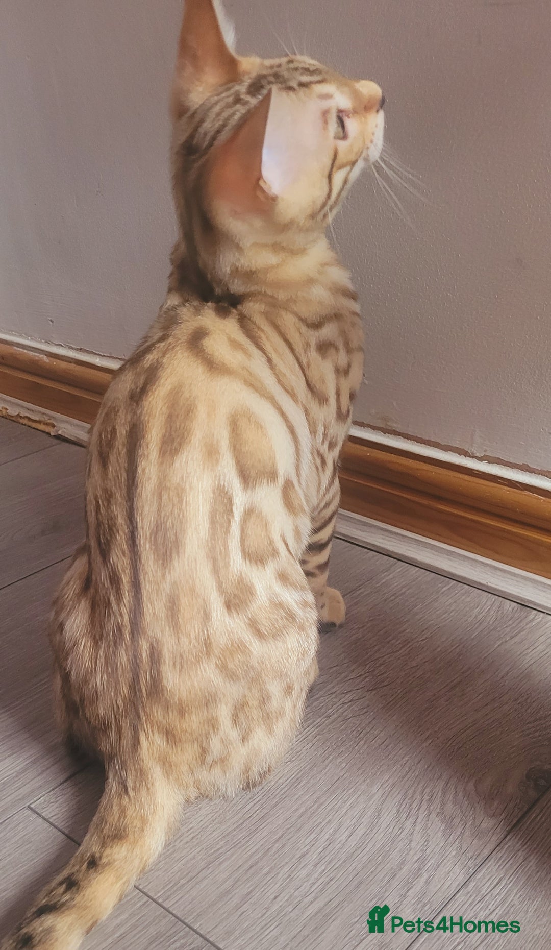 Bengal cats for sale: Bengal kittens (Tica regi.) 2 boys left - Image 20