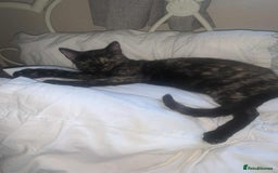 Mixed Breed cats for sale: Sweet little kitten - Image 6