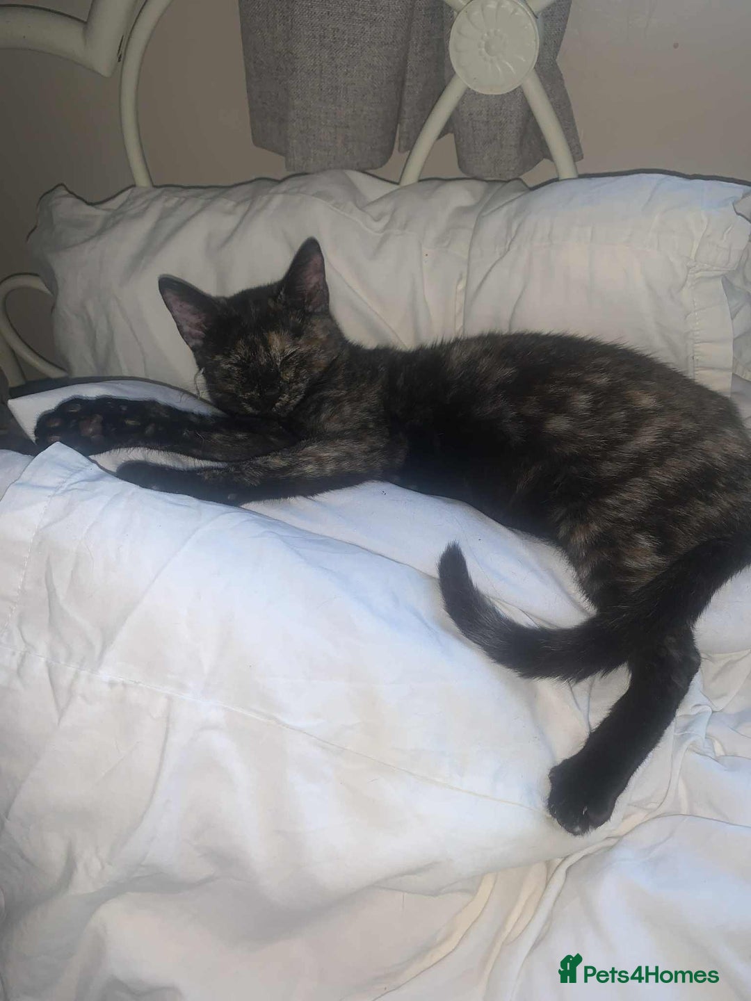 Mixed Breed cats for sale: Sweet little kitten - Image 6