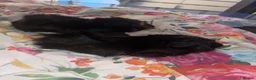 Guinea Pig rodents for sale: 2 male guinea pigs - Advert 1