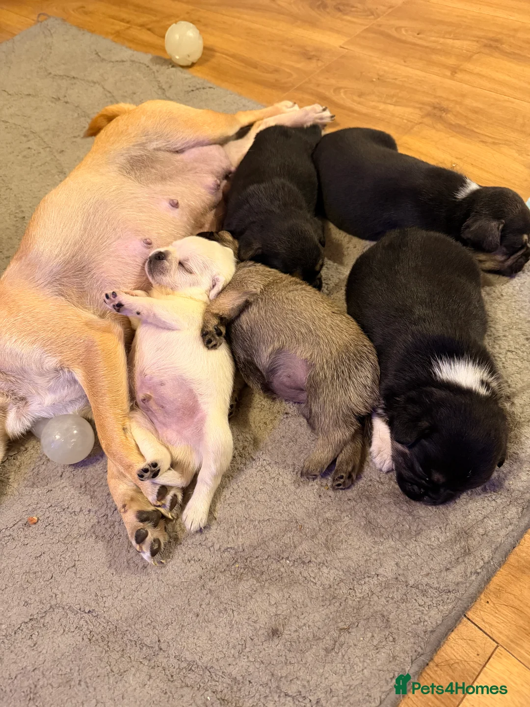 Mixed Breed dogs for sale: Frug x chug puppies  in Chelmsford - Advert 7