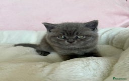 British Shorthair cats for sale: British shorthair kitten  - Image 6