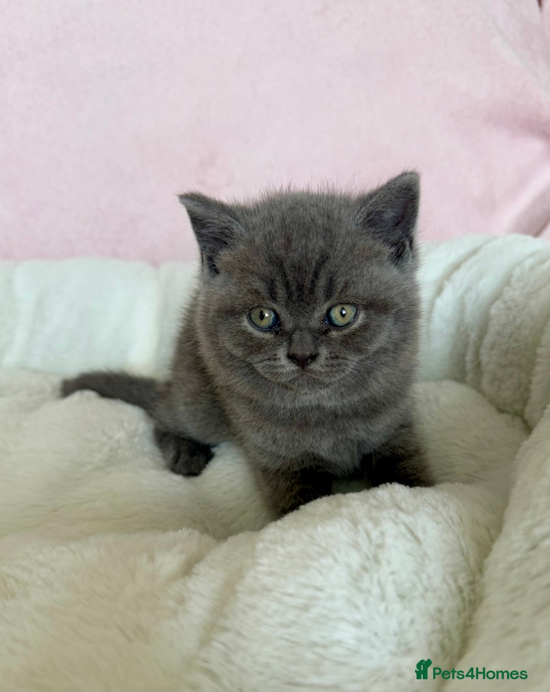 British Shorthair cats for sale: British shorthair kitten  - Image 6