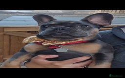 French Bulldog dogs for sale: Two female french bulldogs for sale - Image 2