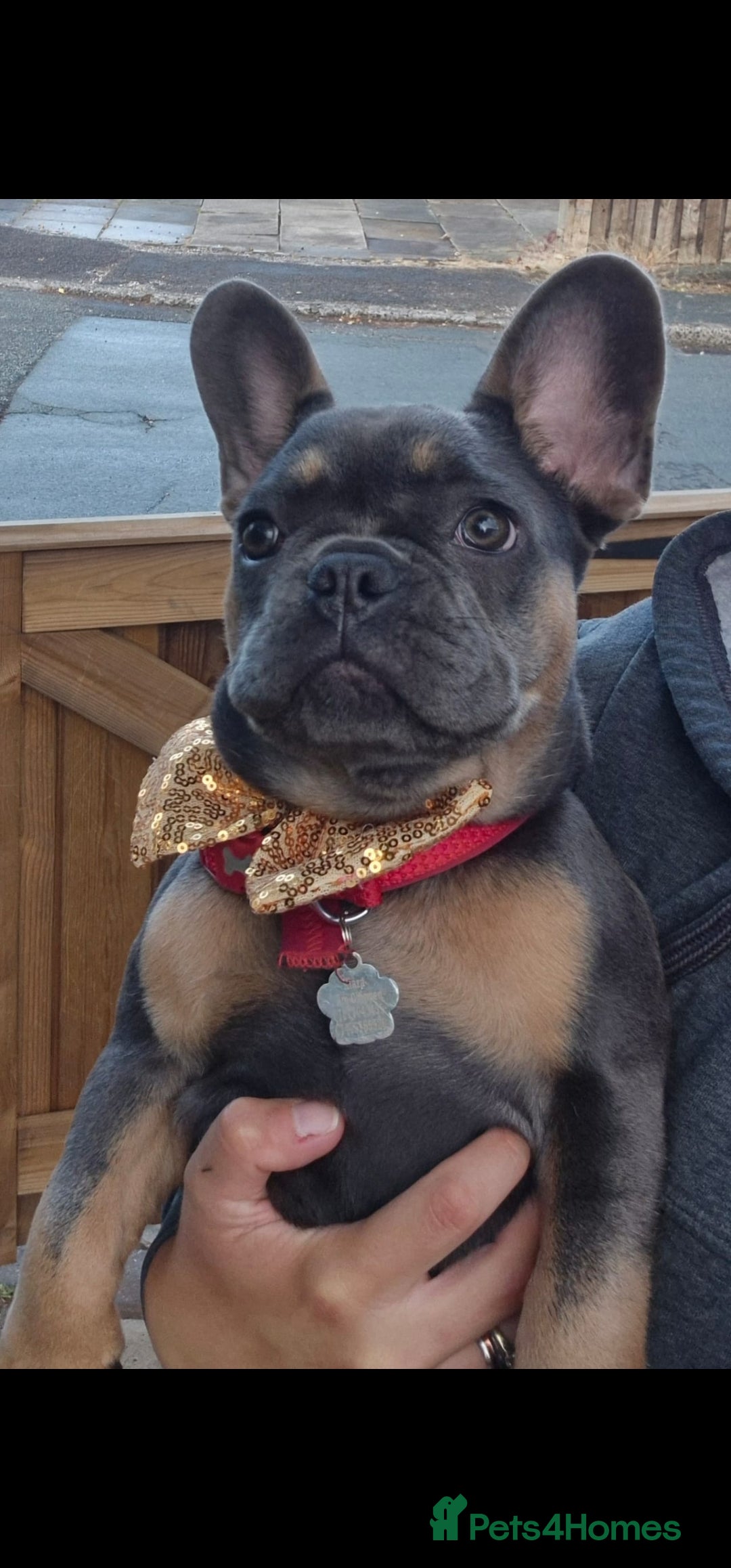 French Bulldog dogs for sale: Two female french bulldogs for sale - Image 2