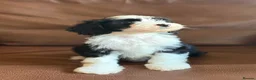 Tibetan Terrier dogs for sale: Beautiful Kc Registered Tibetan Terrier Puppies - Advert 8