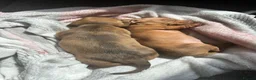 Dachshund dogs for sale: Dachshund puppies - Advert 24