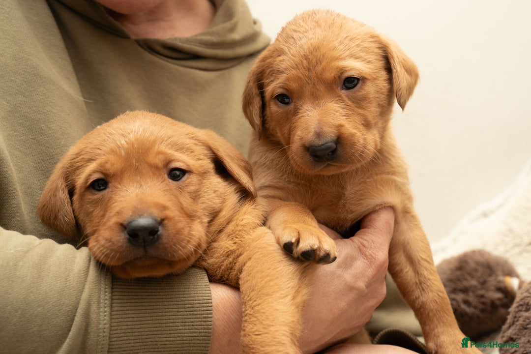 Labrador Retriever dogs for sale: Stunning Fox Red Labrador Puppies For Sale - Image 2