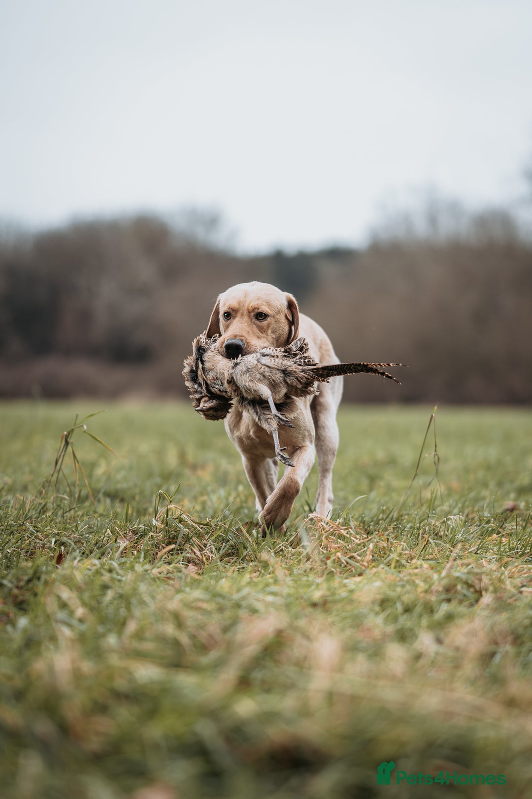 Labrador Retriever dogs for stud: KC reg Labrador for Stud - Image 6