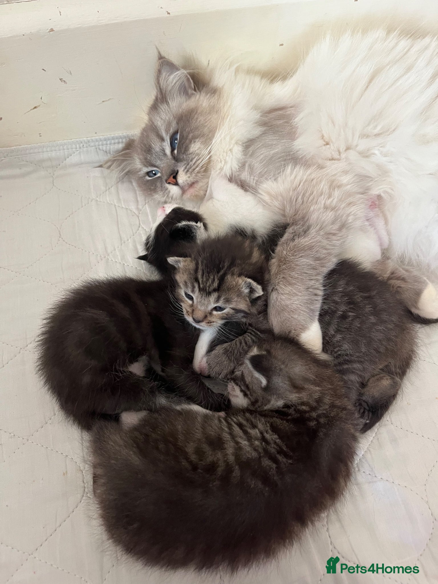 Mixed Breed cats 4 x Beautiful Mixed Breed Ragdoll Kittens  - Advert 1