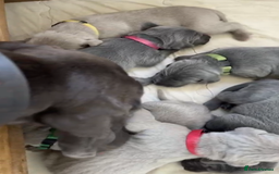 Weimaraner dogs for sale: M & F BLUE and SILVER KC proven bloodline.  - Image 3