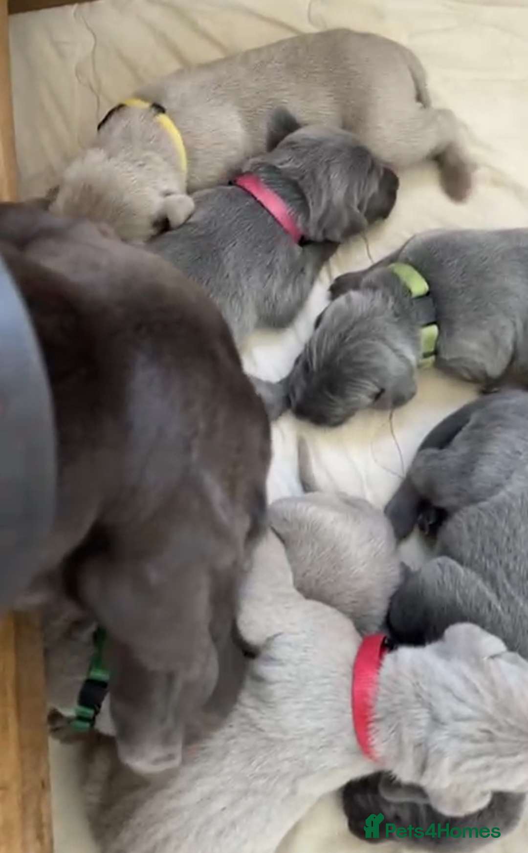 Weimaraner dogs for sale: M & F BLUE and SILVER KC proven bloodline.  - Image 3