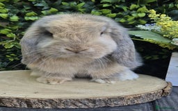 Mini Lop rabbits for sale: Mini lops - Image 11