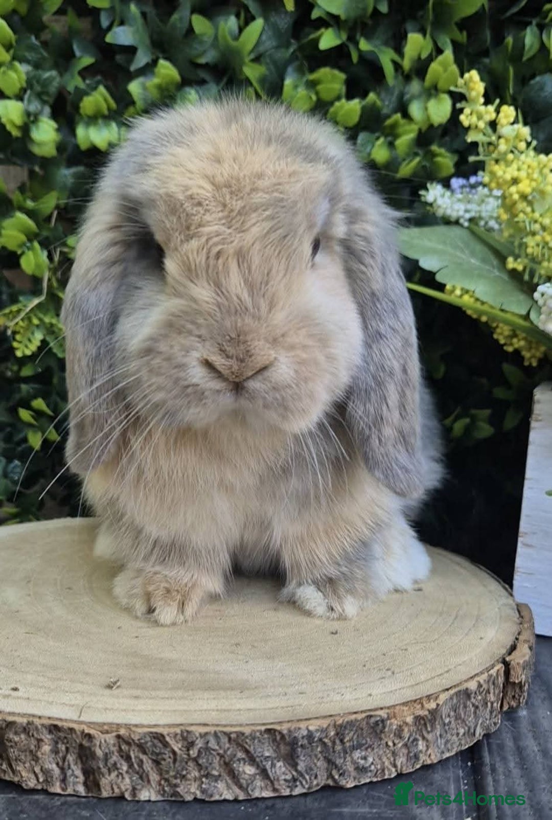 Mini Lop rabbits for sale: Mini lops - Image 11