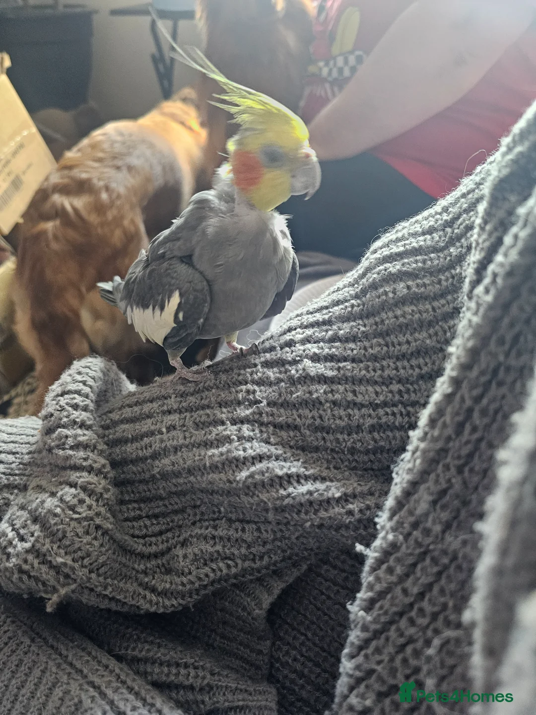 Cockatiels birds for sale: Breeding pair of cockatiels - Advert 2