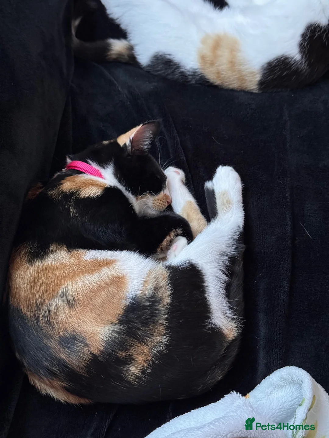 Mixed Breed cats for sale: Tortishell sisters  in Hartlepool - Advert 2