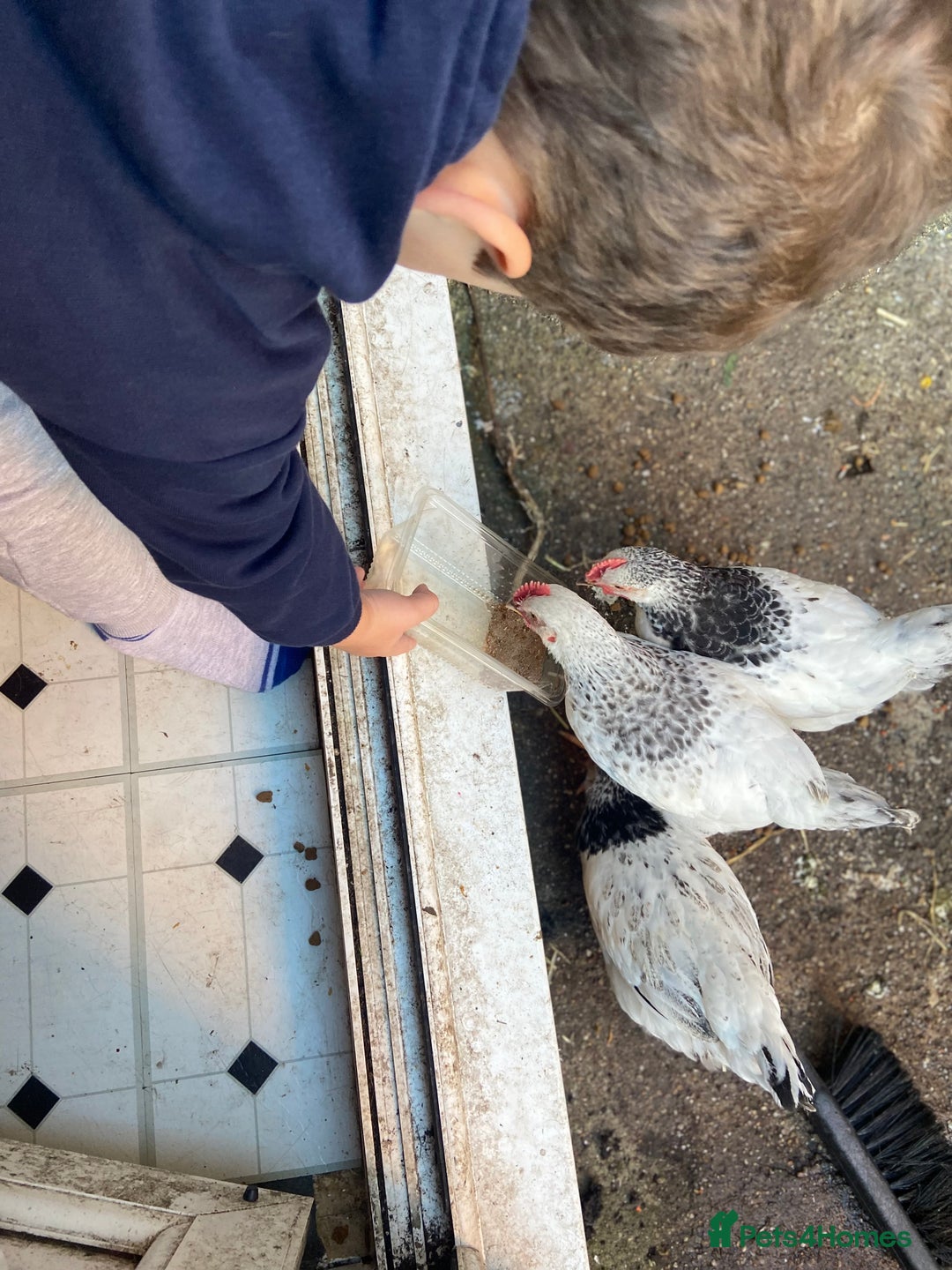 Chickens poultry for sale: Two males and one female Sussex chickens - Image 2