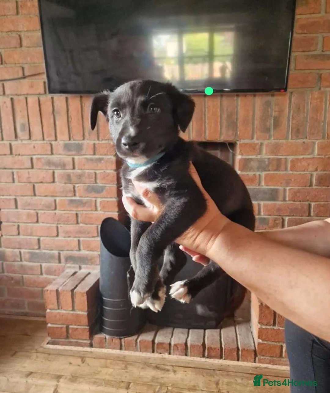 Mixed Breed dogs for sale: Whippet Collie mix in Doncaster - Advert 2