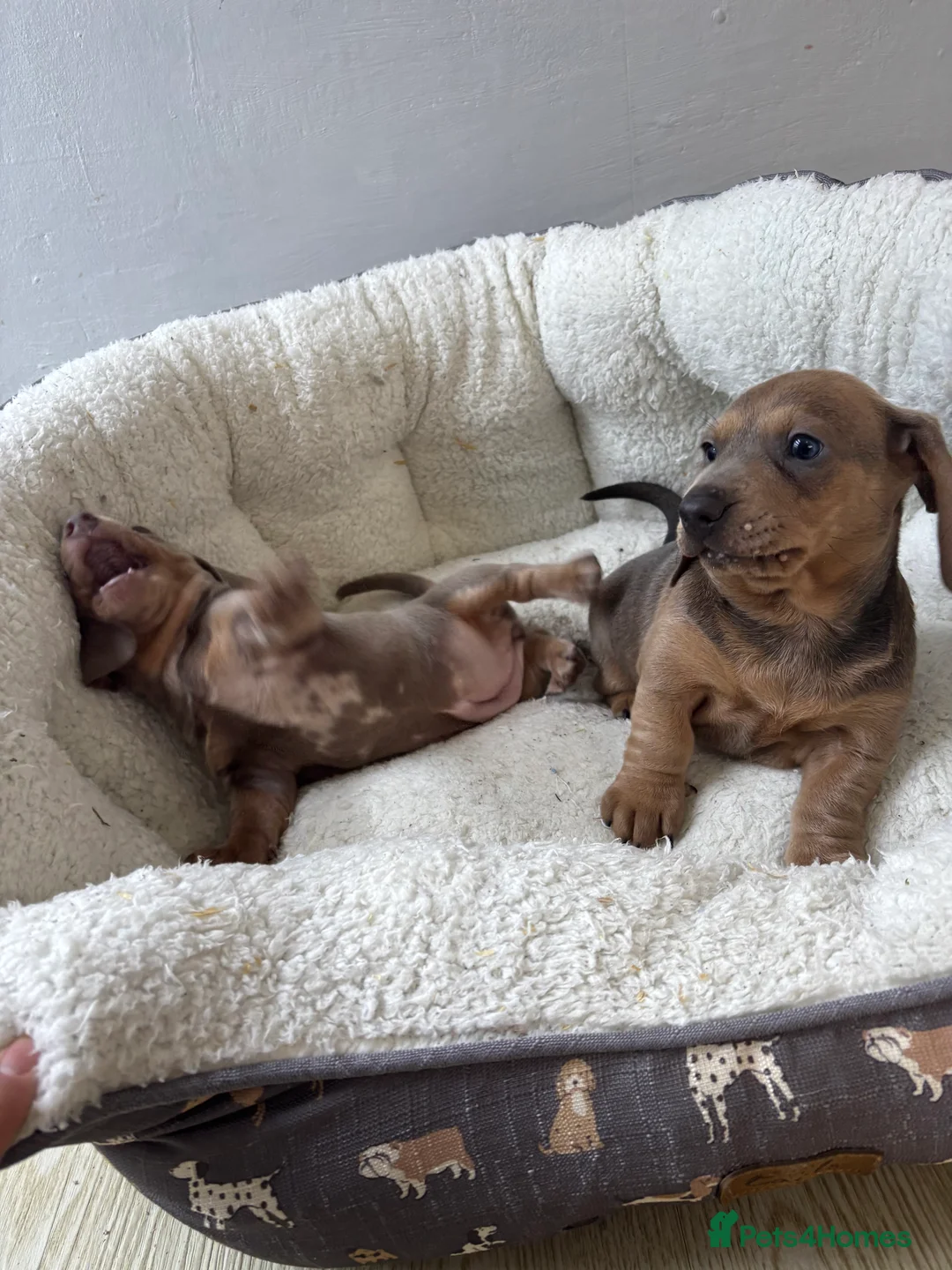 Dachshund dogs for sale: 4 beautiful Isabella and tan puppy’s  - Advert 10