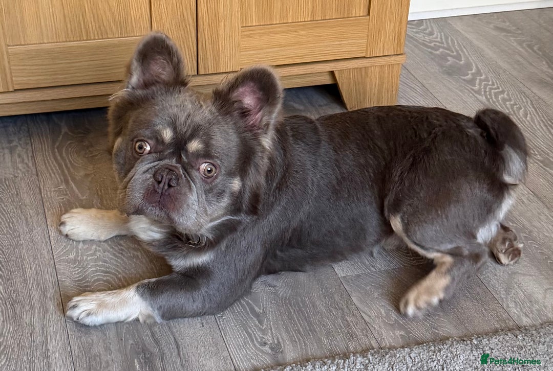 French Bulldog dogs for stud: Wolfie (Wolf of Wallstreet) - Advert 2