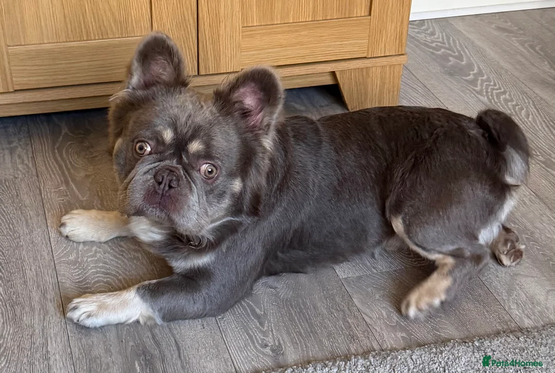 French Bulldog dogs for stud: Wolfie (Wolf of Wallstreet) - Advert 2