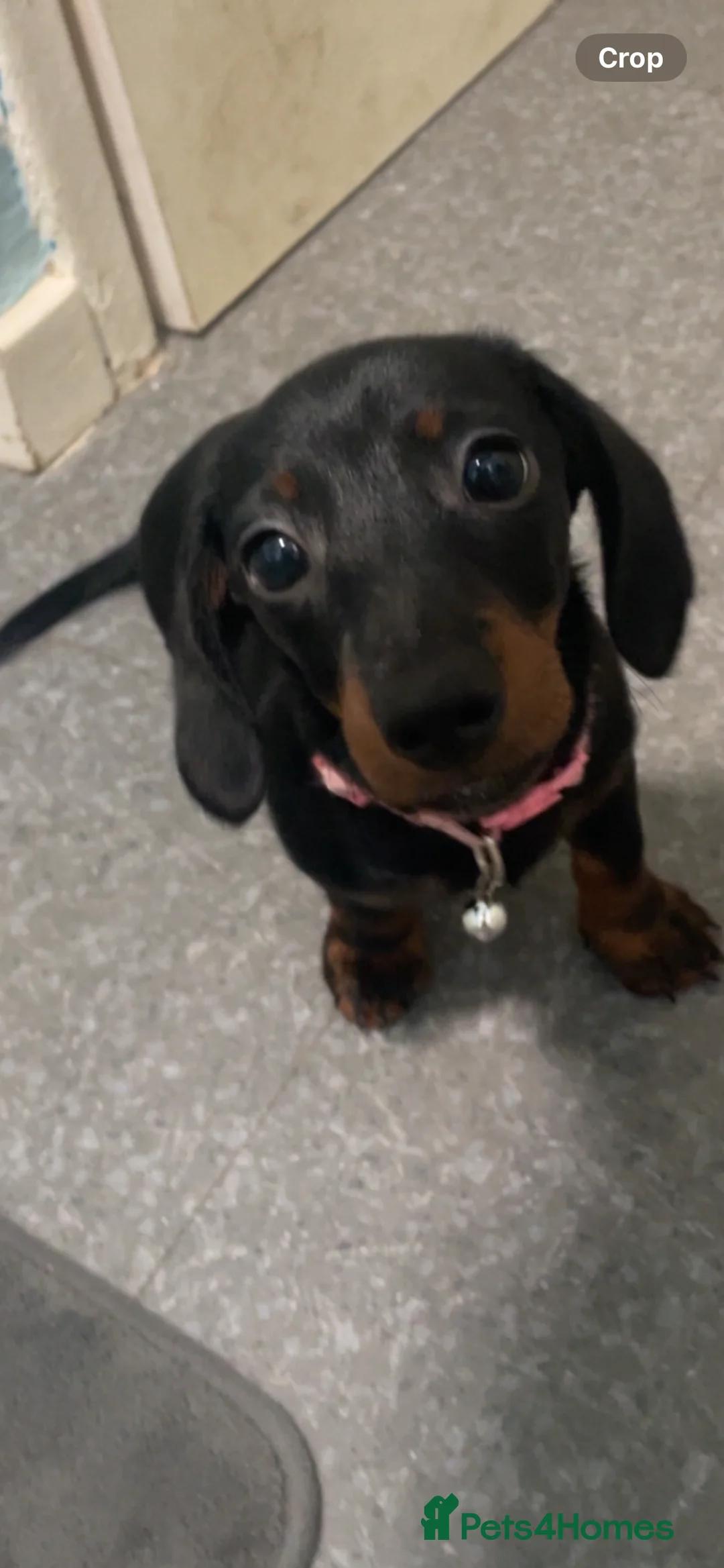 Miniature Dachshund dogs for sale: miniature dashound black n tan  - Advert 2