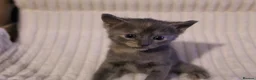 British Shorthair cats for sale: Stunning british short hair kittens 🐱  - Advert 35
