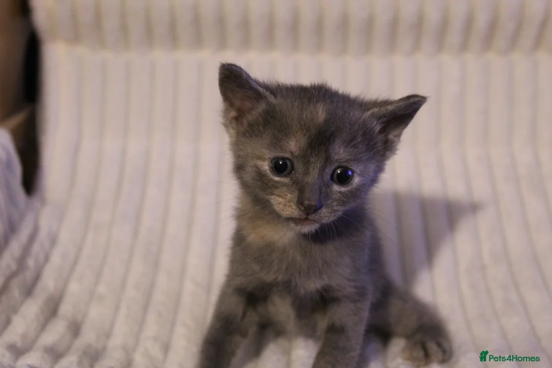 British Shorthair cats for sale: Stunning british short hair kittens 🐱  - Advert 35