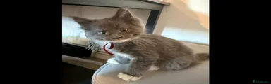 Kitten 4
