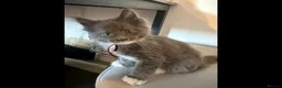 Maine Coon cats for sale: Xxl Maine coon kittens - Advert 3