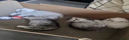 British Shorthair cats for sale: British short hair kittens  - Advert 3