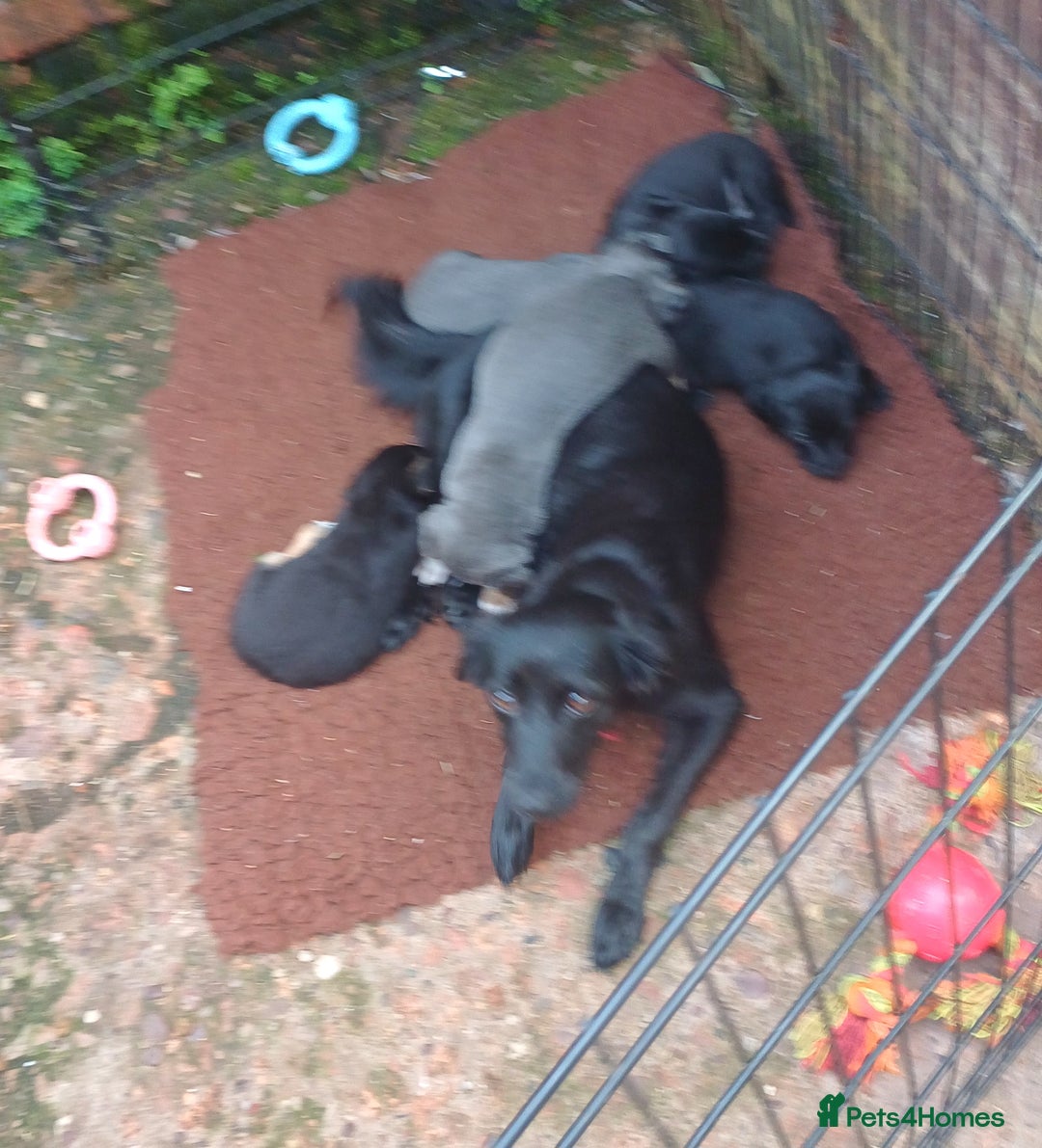 Jack Russell dogs for sale: Adorable Markiejack puppies - Image 3
