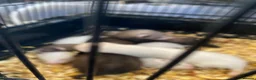 Ferret rodents for sale: Micro ferrets mixed  in Stoke-on-Trent - Advert 2