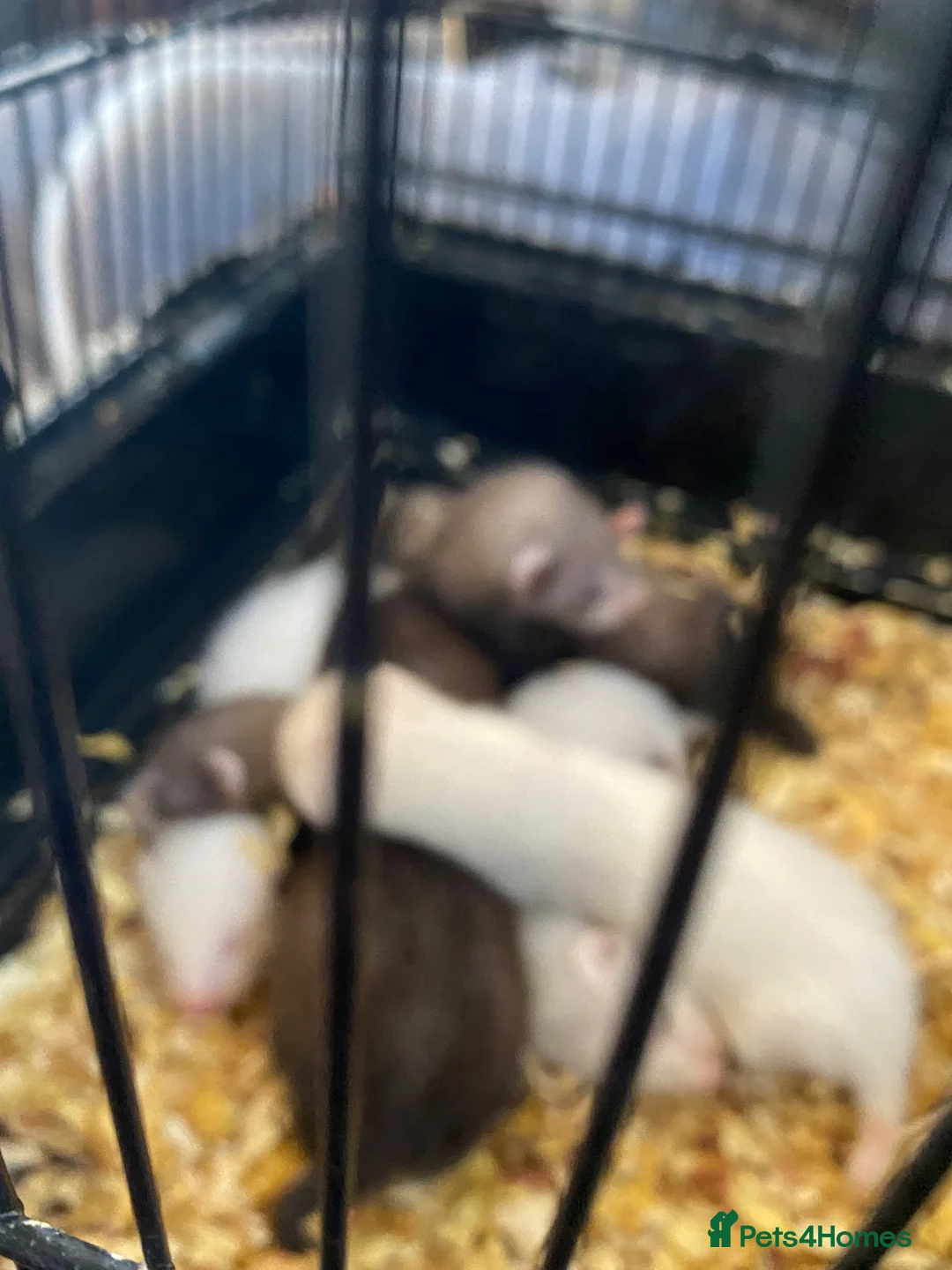 Ferret rodents for sale: Micro ferrets mixed  in Stoke-on-Trent - Advert 2