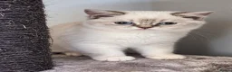 British Shorthair cats for sale: 🩷 LAST 2 GIRLS 🏆TICA reg 🐾 BSH - Advert 5