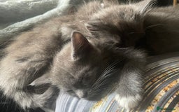 Mixed Breed cats for sale: 3 kittens - Image 12