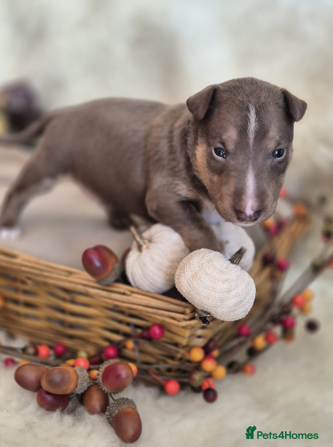 Miniature Bull terrier dogs for sale: 🐾 Exclusive Miniature Bull Terrier Puppies 🐾 - Image 10