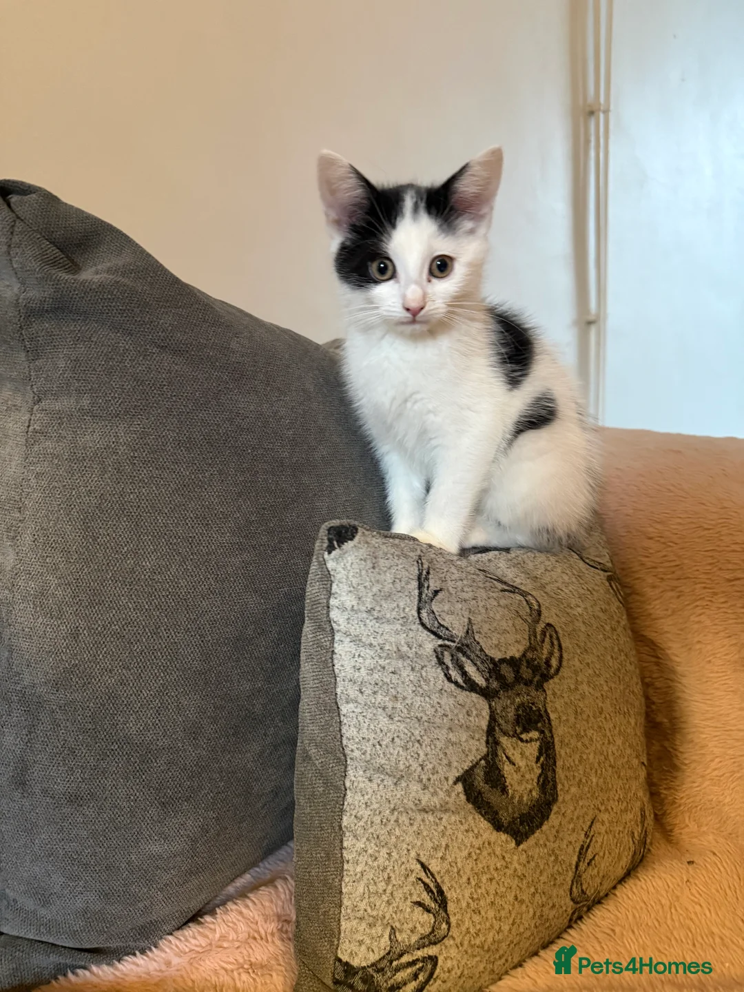 Mixed Breed cats for sale: 5 kittens ready to leave  - Advert 4