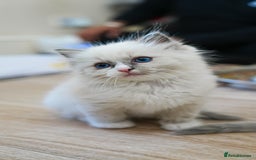 Ragdoll cats for sale: Pure Ped Ragdoll Kitten – Mum GCCF – Ready Aug 11 - Image 5