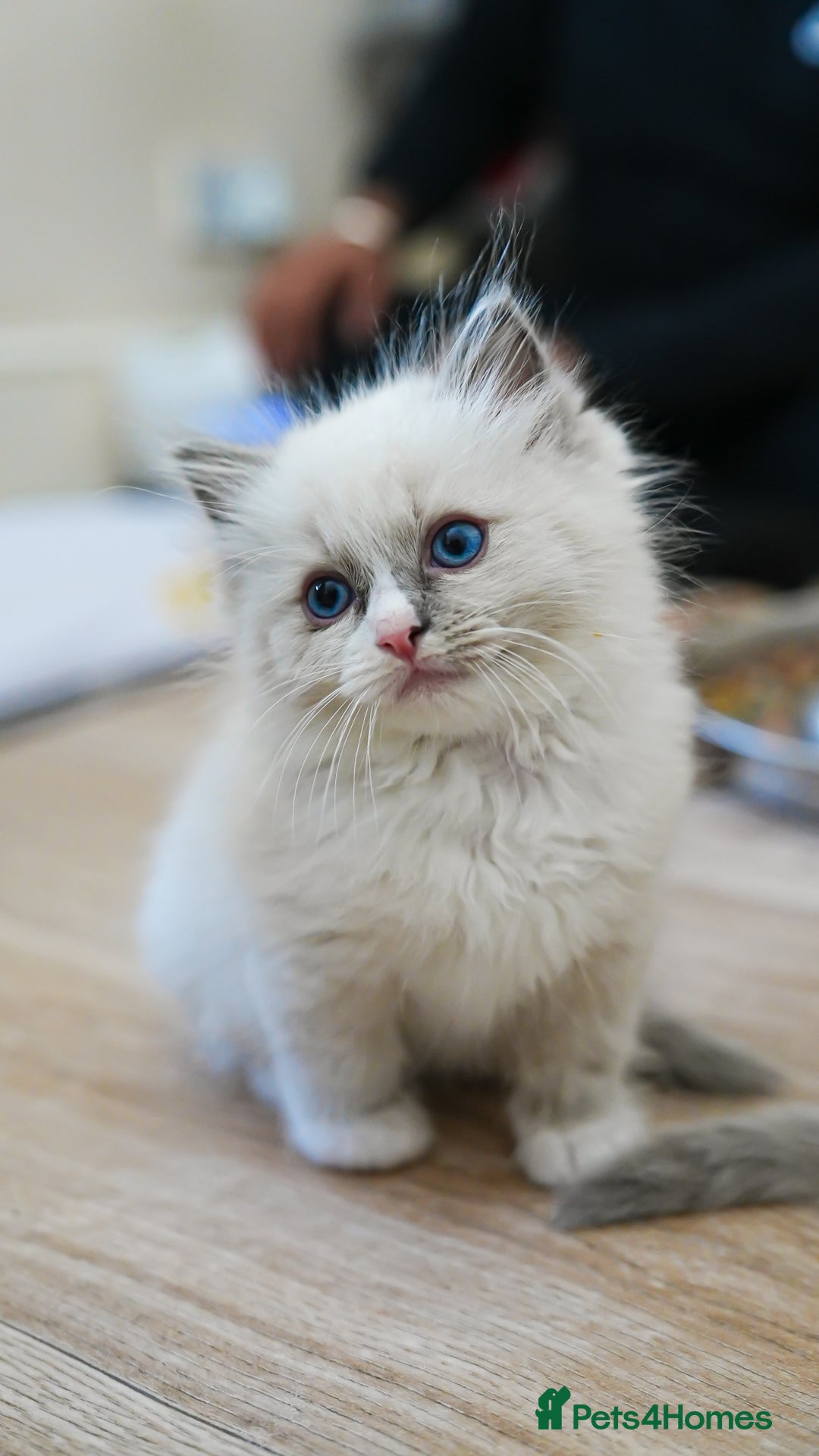 Ragdoll cats for sale: Pure Ped Ragdoll Kitten – Mum GCCF – Ready Aug 11 - Image 5