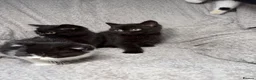 British Shorthair cats for sale: READY NOW bsh babies  - Advert 5