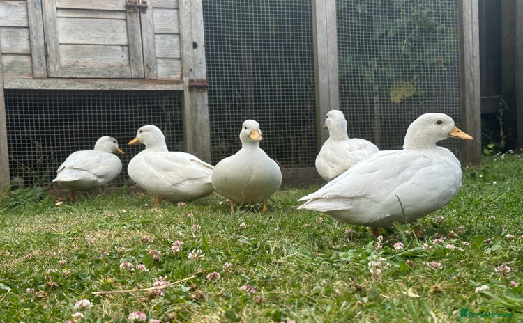 Ducks poultry - Advert 1