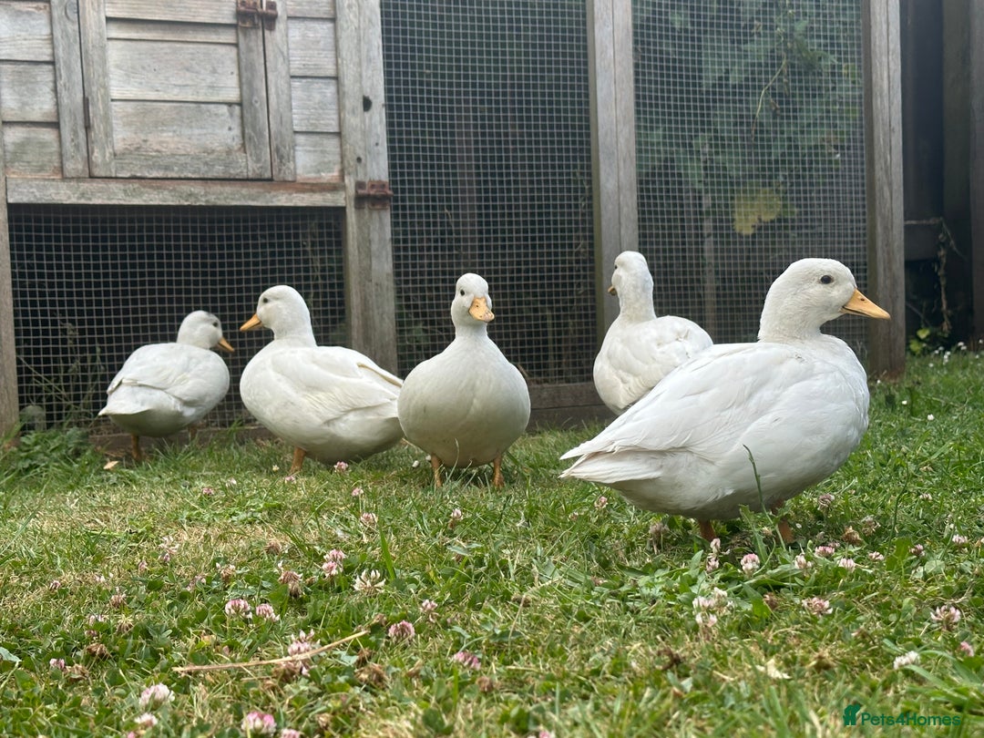 Ducks poultry for sale: Call drakes - Image 1