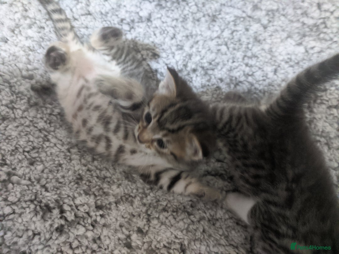 Ragdoll cats for sale: Ragdoll cross kittens for sale  - Advert 6