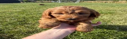 Cockapoo dogs for sale: Small F1b COCKAPOO Puppies (mini c/poo x toy poodl - Advert 20