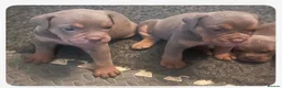Olde English Bulldogge dogs for sale: Old English bulldogs  - Advert 10